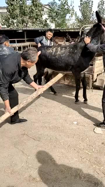 卸磨杀驴打一正确生肖，全面释义、统计解答解释落实